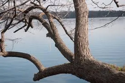 Illustration limb - Image 2