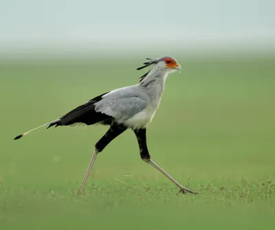 Illustration walkers - Image 1