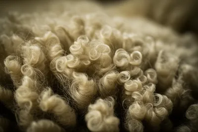 Illustration crimps - Image 1