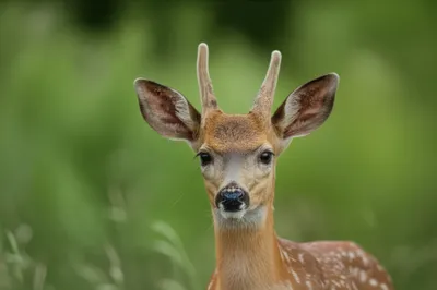 Illustration buds - Image 1