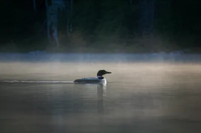 Illustration looms - Image 1