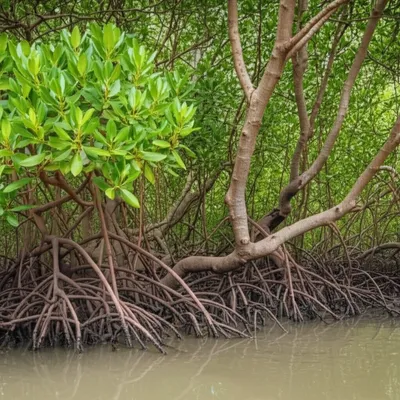 Illustration mangrove - Image 1