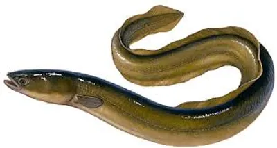 Illustration eel - Image 2