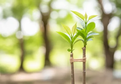 Illustration ties - Image 1