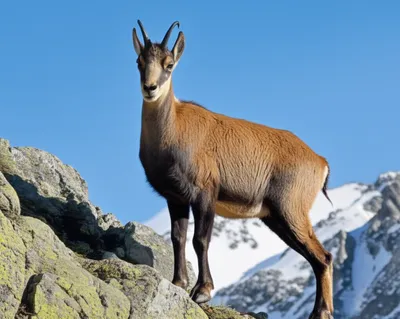 Illustration chamois - Image 1