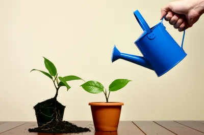 Illustration renew - Image 1