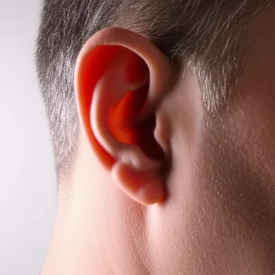 Illustration pinna - Image 1