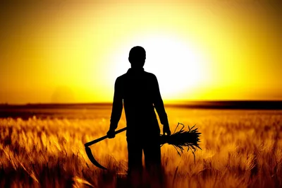 Illustration harvesters