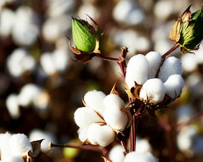 Illustration bolls - Image 1