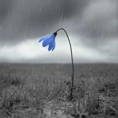 Illustration blew - Image 1