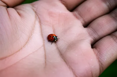 Illustration minuscule - Image 1