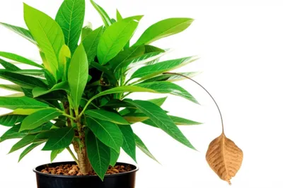 Illustration no - Image 1