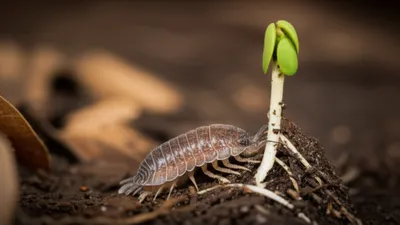 Illustration sows - Image 1