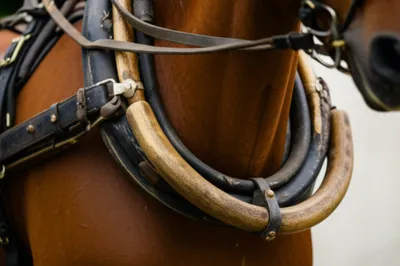 Illustration helm - Image 1