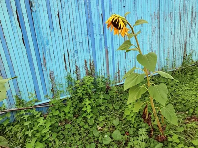 Illustration shabby - Image 1