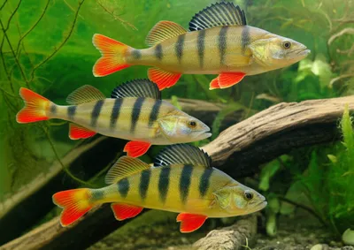 Illustration perch - Image 1