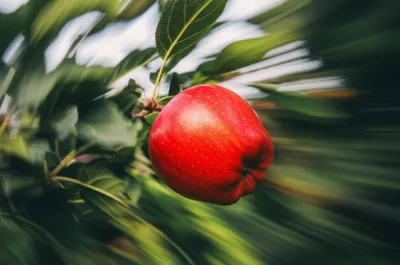 Illustration shakes - Image 1