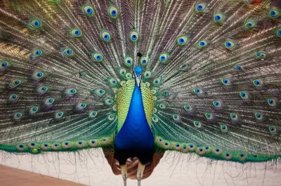 Illustration swaggering - Image 1