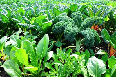 Illustration spinach - Image 1