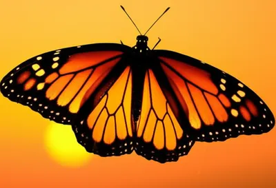 Illustration phenomena - Image 1