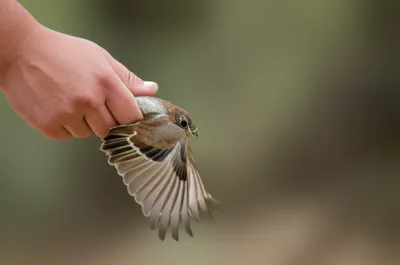 Illustration seized - Image 1