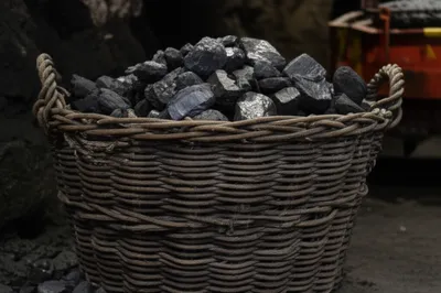 Illustration corf - Image 1