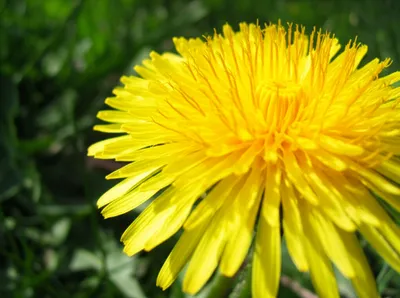 Illustration dandelion - Image 1