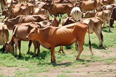 Illustration surcharges - Image 1