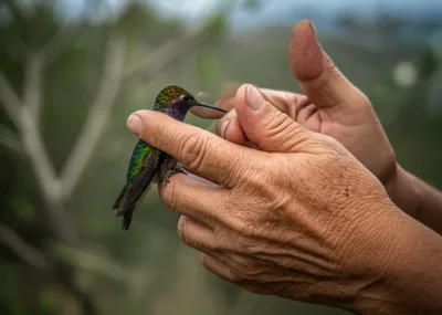 Illustration sprang - Image 1