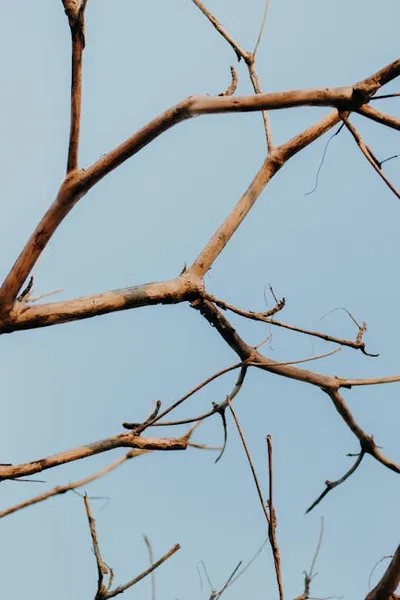 Illustration barer - Image 2