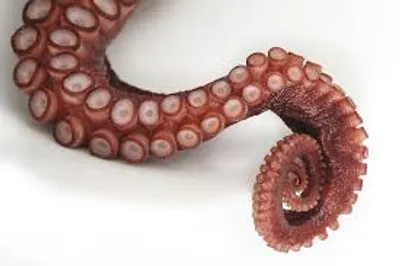 Illustration tentacle - Image 2
