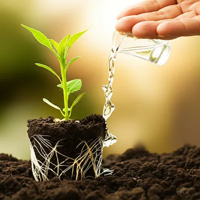 Illustration instill