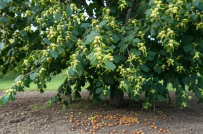 Illustration filberts - Image 1