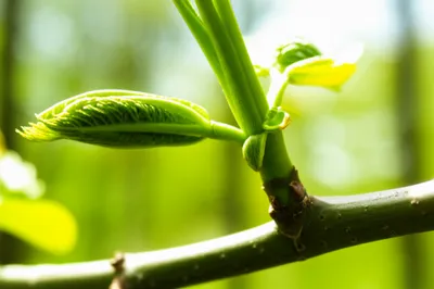 Illustration bud - Image 1