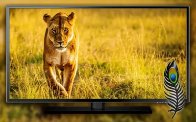 Illustration bug - Image 1