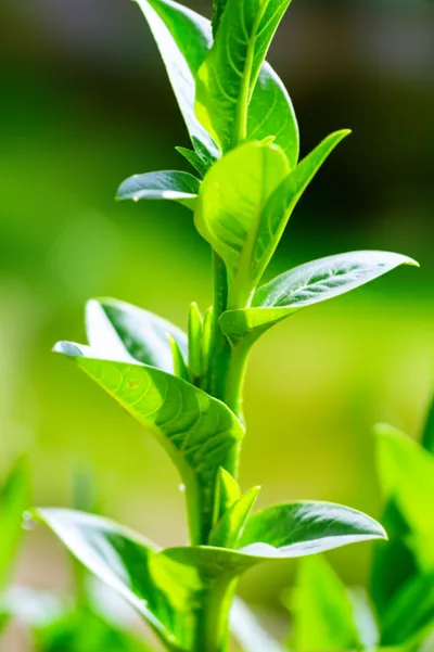 Illustration erect - Image 1