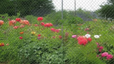 Illustration restricting