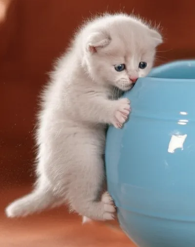 Hình ảnh minh họa scrabbled - Ảnh 1