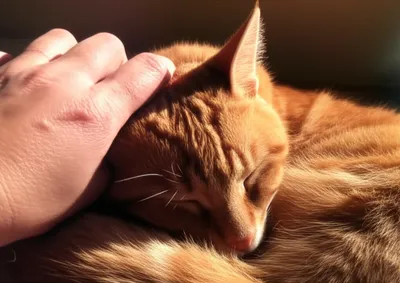 Illustration caress - Image 1