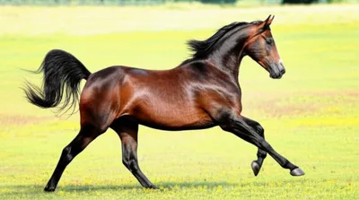 Illustration thoroughbred - Image 1