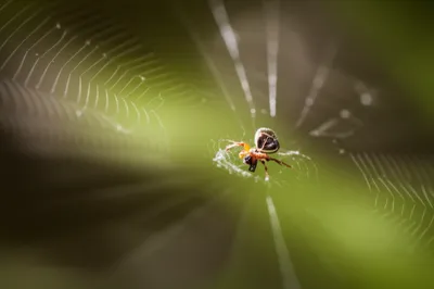 Illustration disemboweled - Image 1