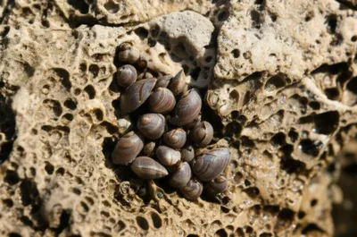 Illustration borers - Image 1