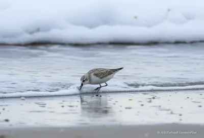 Illustration sanderlings