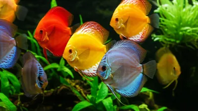 Illustration discuses - Image 1