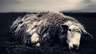 Illustration morts - Image 1