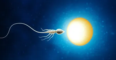 Illustration spermatozoon