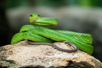 Illustration coiled - Image 1