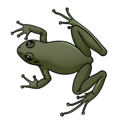 Illustration frog - Image 1