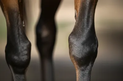 Illustration cannons - Image 1