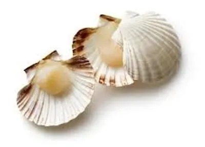 Illustration scallop - Image 2